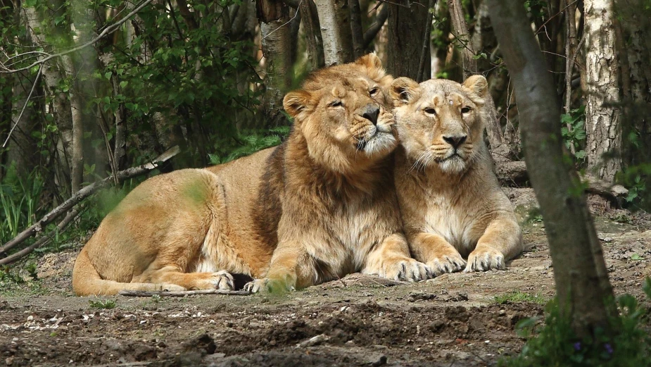 Paris Zoological Park